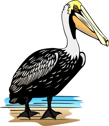 pelican_color.jpg